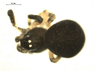 Dipoena nigra