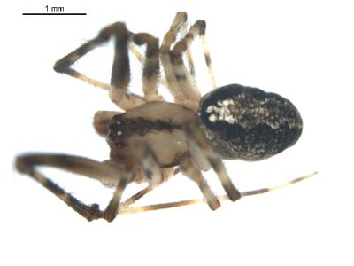 Fence long-legged cobweaver
