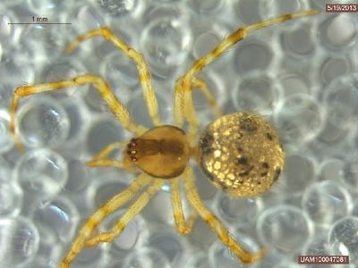Theridion saanichum