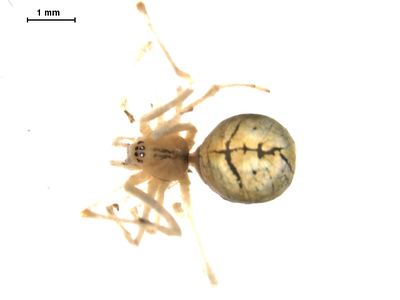 Eastern long-legged cobweaver