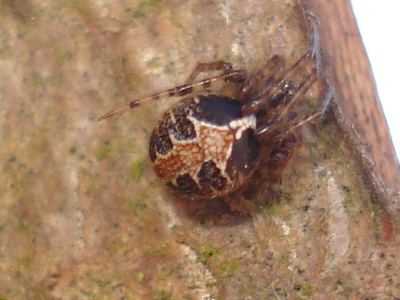 Theridion pictum