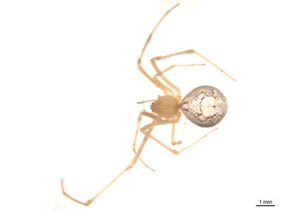 Theridion californicum
