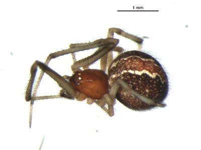 Different cobweb spider