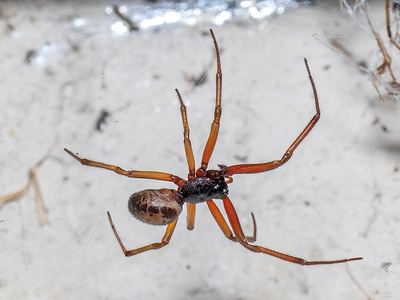 Steatoda nobilis