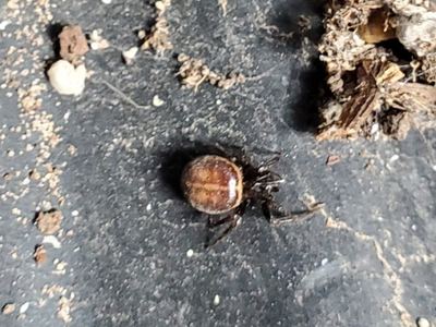 Steatoda grandis