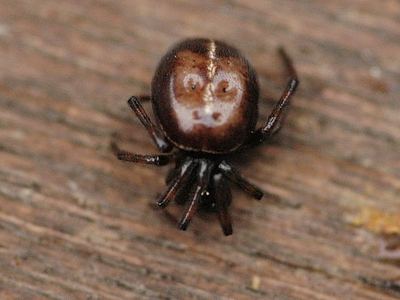 Common false widow