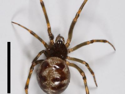 Triangulate bud spider