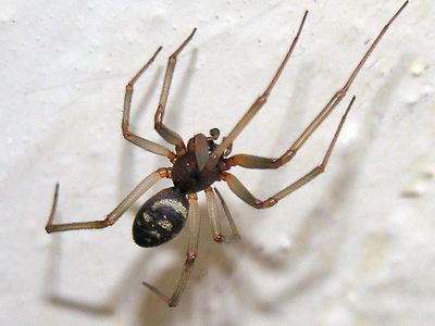 False black widow