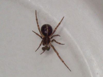 Steatoda hespera