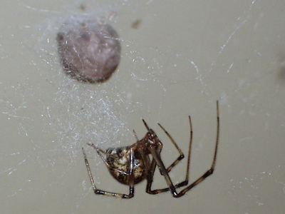 Common house spider
