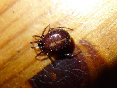 Brownblack cobweb weaver
