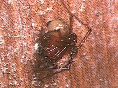Red house spider
