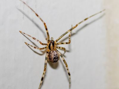 Tent cobweb weaver