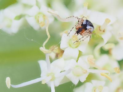 Wamba crispulus
