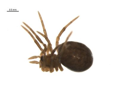 Enoplognatha intrepida