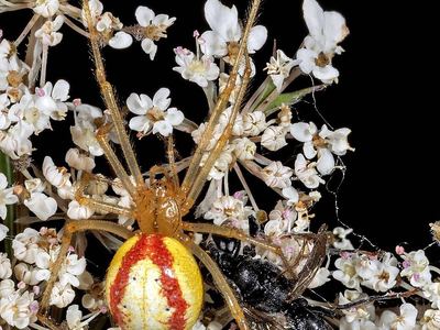 Common candy-striped spider