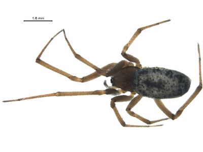 Enoplognatha joshua