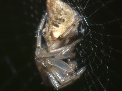 Cyclosa turbinata