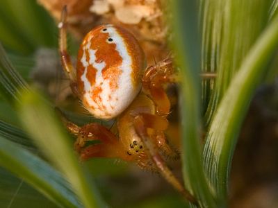 Sixspotted orbweaver