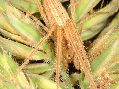Larinia directa