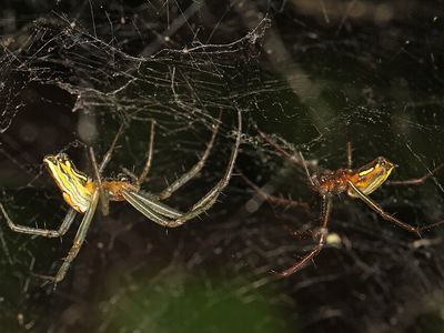 Basilica orbweaver