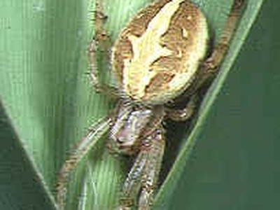 Neoscona theisi