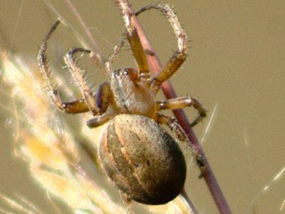Marsh orbweaver