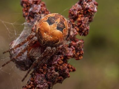 Ornamental orbweaver
