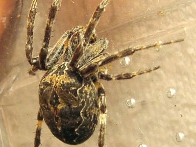 Bridge orbweaver