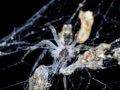 Bifurcate trashline orbweaver