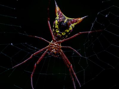 Arrowshaped micrathena