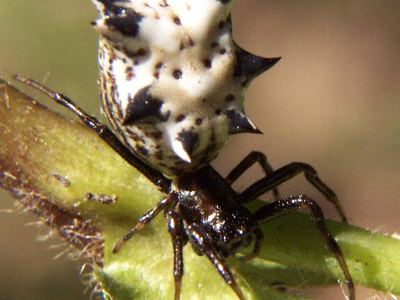 Spined micrathena