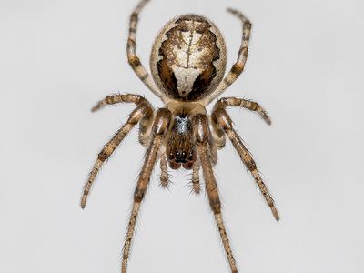 Zygiella x-notata