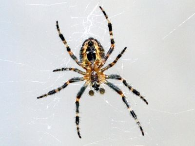 Barn spider