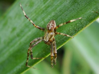 Garden spider