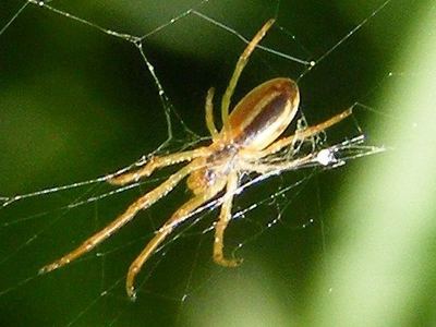 Openfield orbweaver