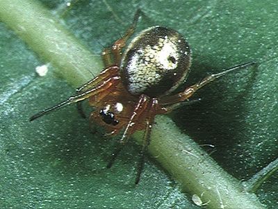 Hypsosinga pygmaea