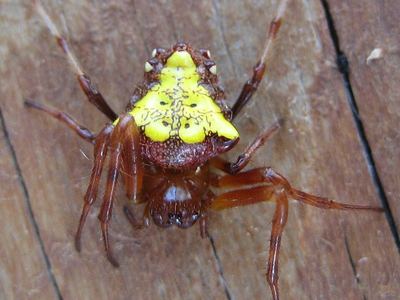 Arrowhead orbweaver