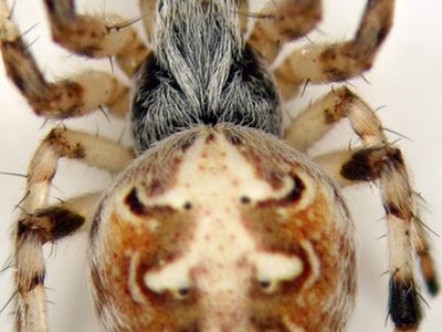 Arizona labyrinth orb-weaver
