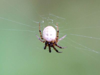 Zilloides orb-weaver
