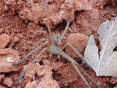 Giant crab spider
