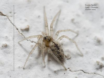 Flatmesh weaver