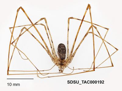 Hypochilus petrunkevitchi