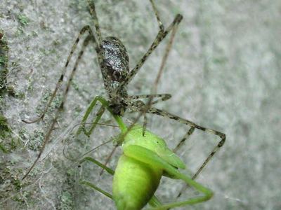 Thorell's lampshade-web spider