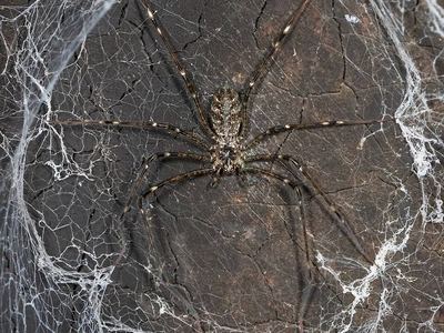 Pocock's lampshade-web spider