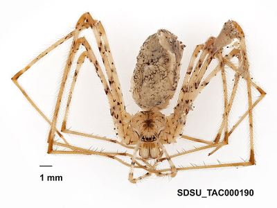 Hypochilus kastoni