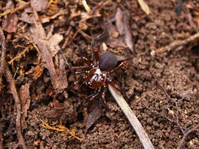 Audouin's trapdoor spider