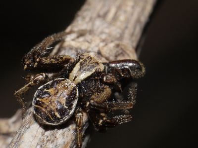 Common crab spider