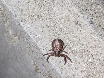 Xysticus locuples