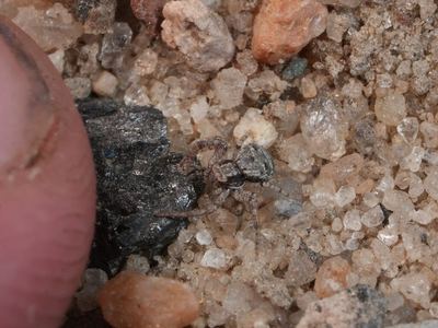 Xysticus gulosus